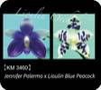 P. Jennifer Palermo x Lioulin Blue Peacock